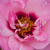 Różowy  - Róże rabatowe floribunda - Esther Queen of Persia